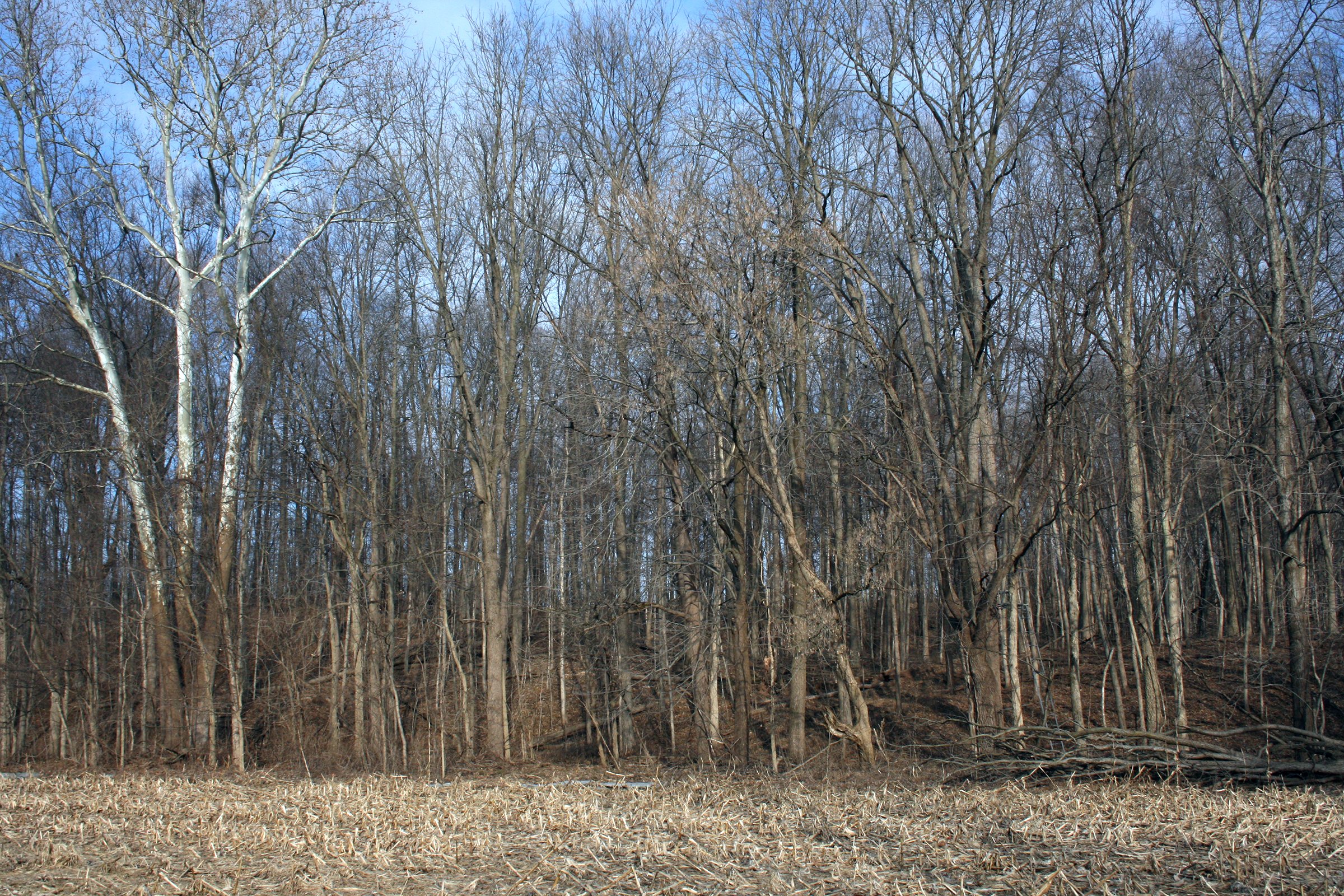 Property photo 11 - REAL ESTATE AUCTION - 84.5+/- ACRES IN 4 TRACTS IN WHITLEY COUNTY, INDIANA